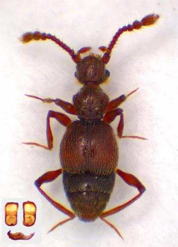 Batrisodes venustus